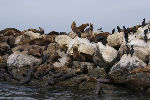 Sea Lions Monterey Bay